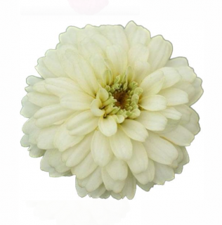 (п.ф.) Циния Дабл Захара Вайт F1,