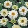 (п.ф.) Циния Дабл Захара Вайт F1,