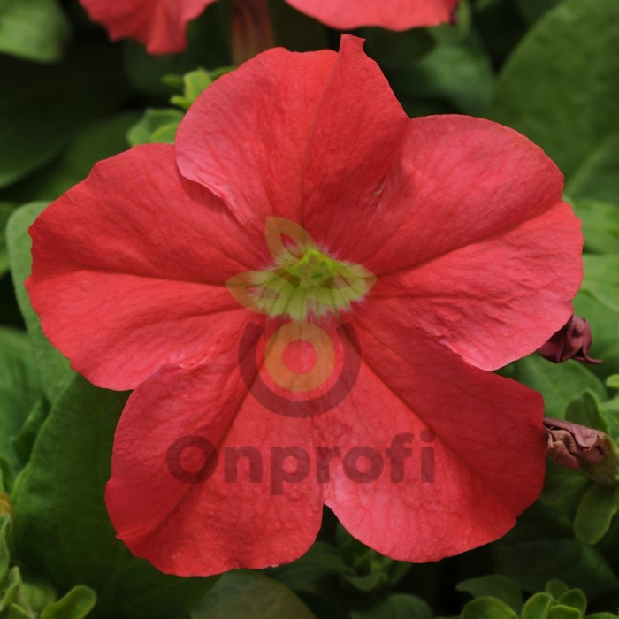 (п.ф.) Петуния ИЗ Райдер Салмон Дип F1, 1000 драже (№9-4-213)