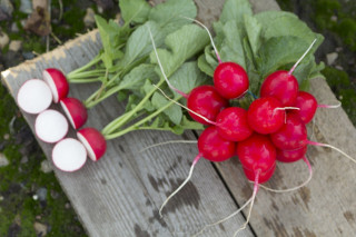 Редис Велла (1,6-2,0мм),