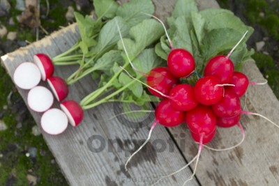 Редис Велла (1,6-2,0мм),