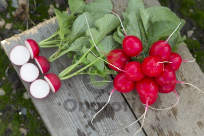 Редис Велла (1,6-2,0мм),