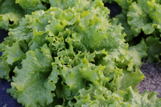 Салат Гейзер, 1900 шт