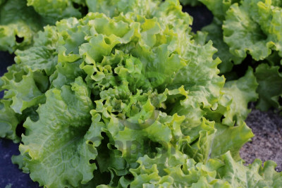 Салат Гейзер, 1900 шт