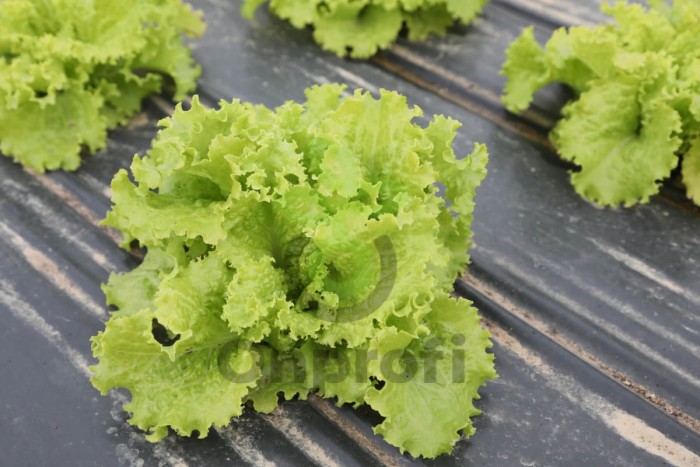 Салат Гейзер, 1900 шт