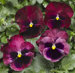 (п.ф.) Виола Виттрока Колоссус Парпл виз Блотч F1,