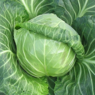 Капуста белокачанная Этма F1,