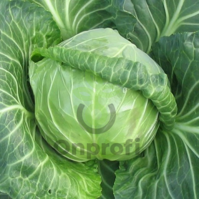 Капуста белокачанная Этма F1,