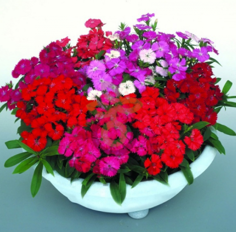 (п.ф.) Гвоздика Даймонд F1 Микс,