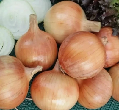 Лук репчатый Халцедон, 0,5гр (фасовка)