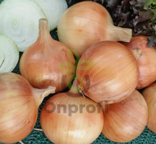 Лук репчатый Халцедон, 0,5гр (фасовка)