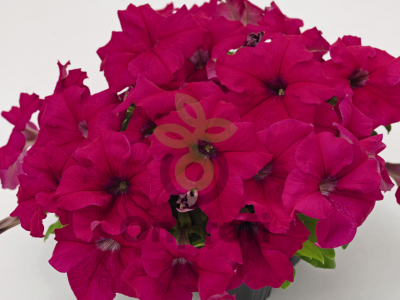 (п.ф.) Петуния Фалкон Дип Роуз F1, 1000 драже (№9-4-29)