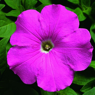 (п.ф.) Петуния Ура Пинк, 100 шт (№9-5-44)