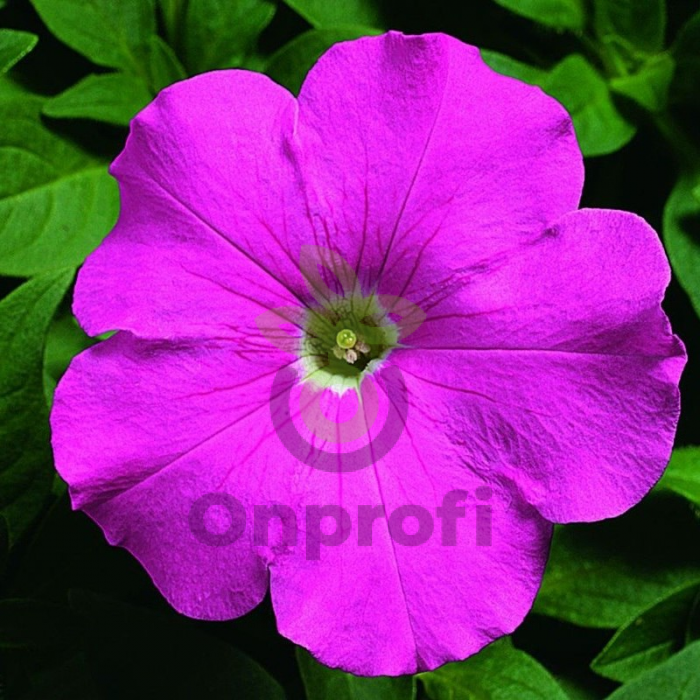 (п.ф.) Петуния Ура Пинк, 100 шт (№9-5-44)