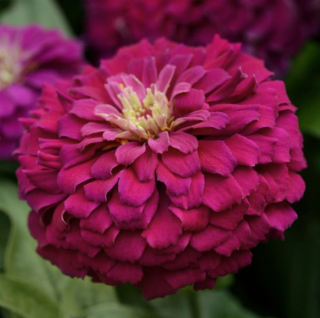 (п.ф.) Циния Зести Парпл, 100 шт (№6-121)