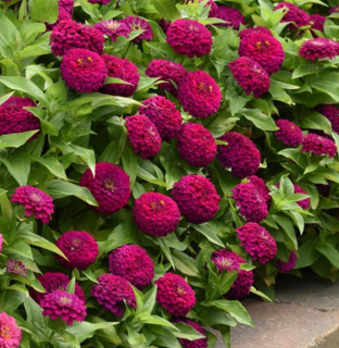 (п.ф.) Циния Зести Парпл, 100 шт (№6-121)