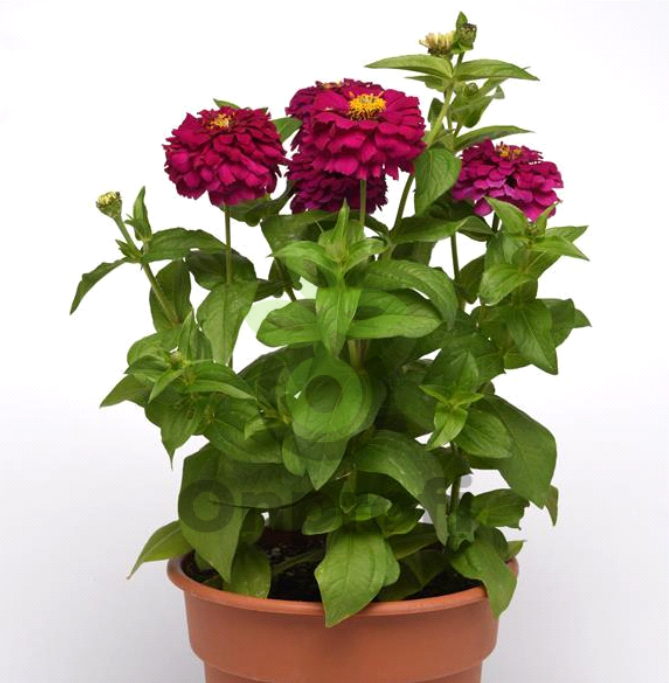 (п.ф.) Циния Зести Парпл, 100 шт (№6-121)