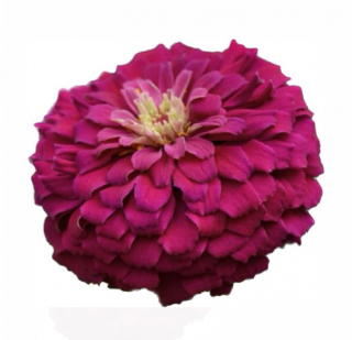 (п.ф.) Циния Зести Парпл, 100 шт (№6-121)