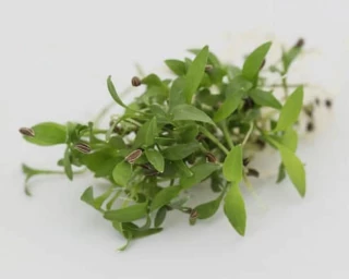 Микрозелень Петрушка Арлекино, 20гр