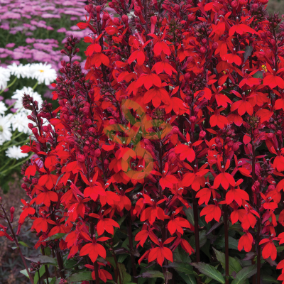 (п.ф.) Лобелия Вулкан Ред, 100 шт (№6-189)