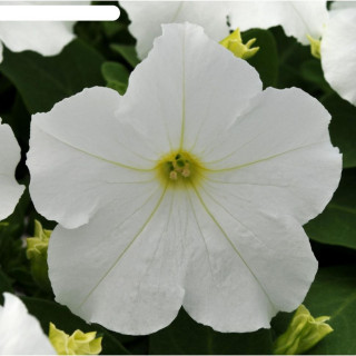 (п.ф.) Петуния ИЗ Райдер Вайт F1,