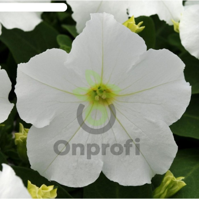 (п.ф.) Петуния ИЗ Райдер Вайт F1, 1000 драже (№9-4-214)