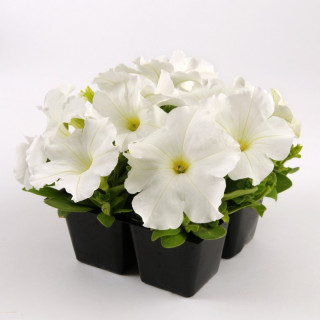 (п.ф.) Петуния ИЗ Райдер Вайт F1,