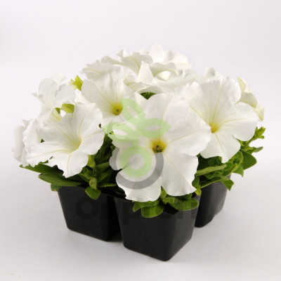 (п.ф.) Петуния ИЗ Райдер Вайт F1,