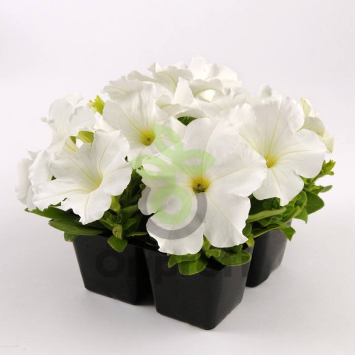 (п.ф.) Петуния ИЗ Райдер Вайт F1, 1000 драже (№9-4-214)