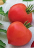 Томат Донской F1,