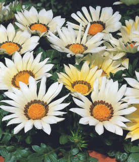 (п.ф.) Гацания Биг Кисс Вайт F1,