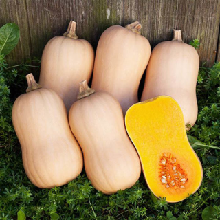 Тыква Тиана F1,