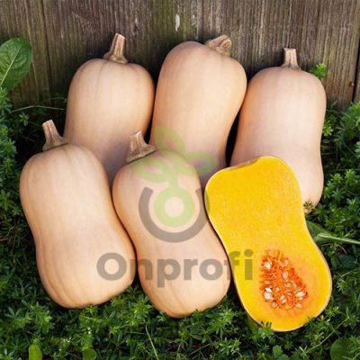 Тыква Тиана F1,