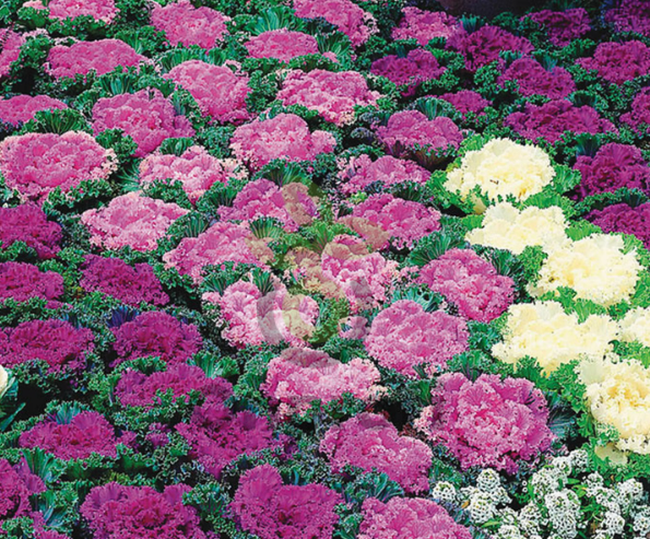 (п.ф.) Капуста декоративная Осака F1 Микс,