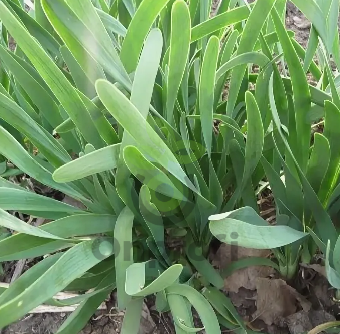 Лук слизун Лидер, 0,5гр (фасовка)