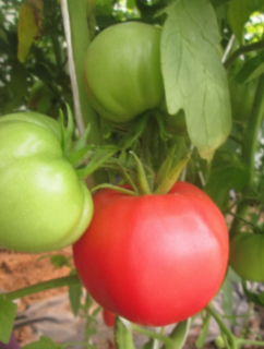 Томат Девичий румянец, 0,5гр (фасовка)