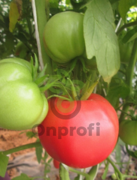 Томат Девичий румянец, 0,5гр (фасовка)