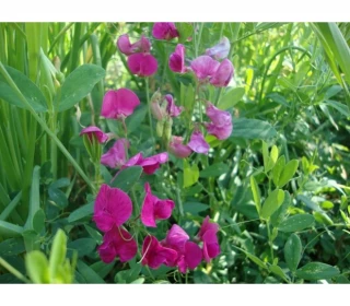 Горох посевной Пелюшка, 0,5кг