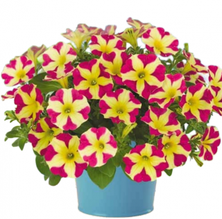 (п.ф.) Петуния Софистика Лайм Биколор F1,