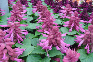 (п.ф.) Сальвия Редди Лавендер 100 шт (№10-3)