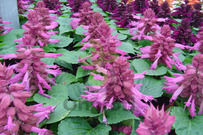 (п.ф.) Сальвия Редди Лавендер 100 шт (№10-3)