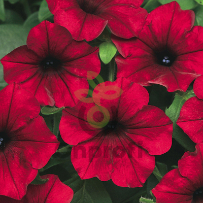 (п.ф.) Петуния Изи Вейв Ред Велюр F1, 100 драже (№9-1-41)