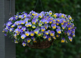 (п.ф.) Виола Кул Вейв Блюберри Свирл F1, 100 шт 