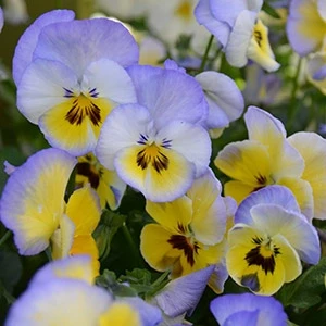 (п.ф.) Виола Кул Вейв Блюберри Свирл F1, 100 шт 