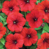 (п.ф.) Петуния Рамблин Ред F1,100 шт (№9-1-5)