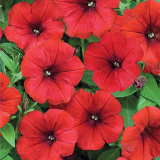 (п.ф.) Петуния Рамблин Ред F1,100 шт (№9-1-5)