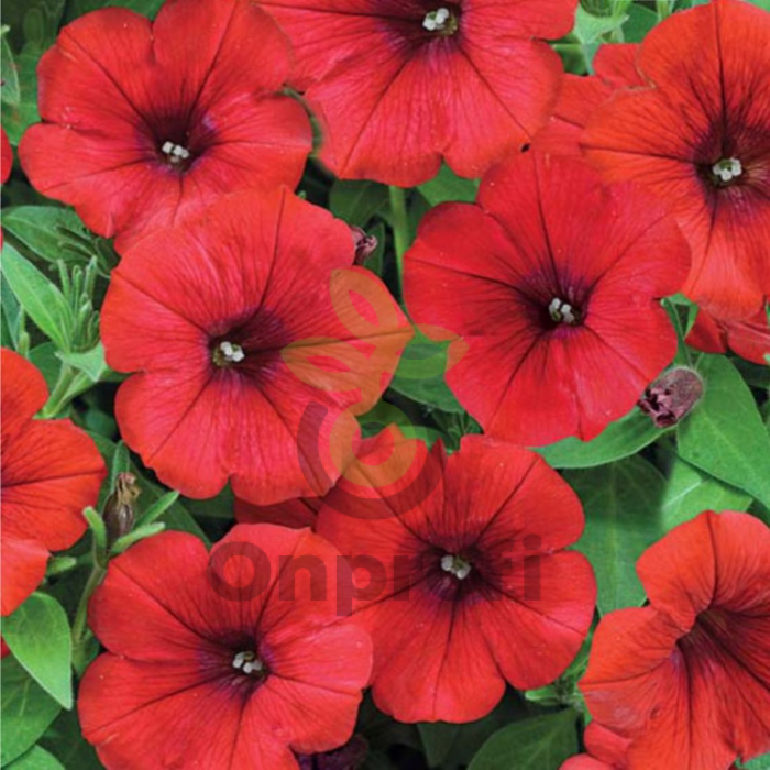 (п.ф.) Петуния Рамблин Ред F1,100 шт (№9-1-5)