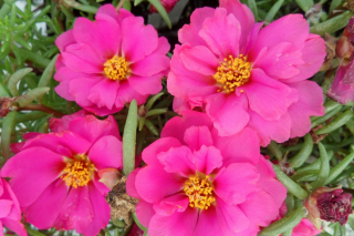 (п.ф.) Портулак Хеппи Ауер Розита F1,