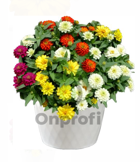 (п.ф.) Циния Зидеко Микс, 1000 шт (№6-478)