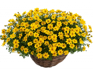 (п.ф.) Тимофилла Голден Дон, 100 шт (№6-570)